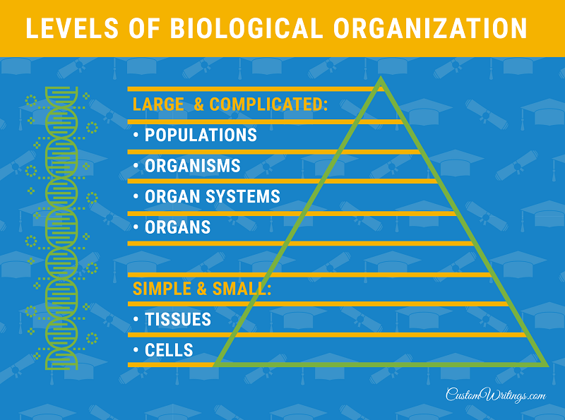 biological levels